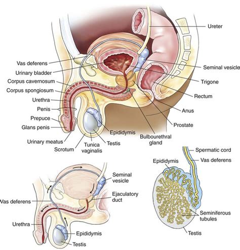 Male Reproductive System Anatomy And Physiology Anatomy