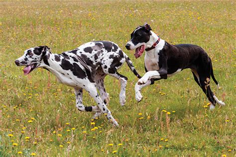 10 great dane facts you might not know
