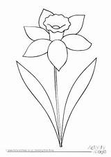 Daffodil Coloring Flower Printable Pages Getcolorings Daffodils Getdrawings Adult Colorings sketch template