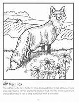 Fox Coloring Pages Red Color Animals Animal Family Book Kids Books Choose Board sketch template