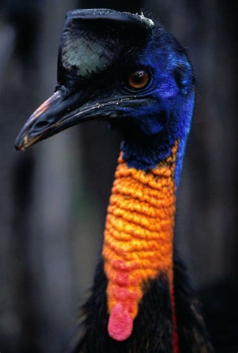 cassowary   big dangerous birds hostile  humans  rare