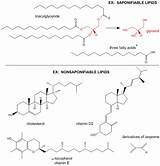 Lipid Triglyceride Biology Lipids Template sketch template