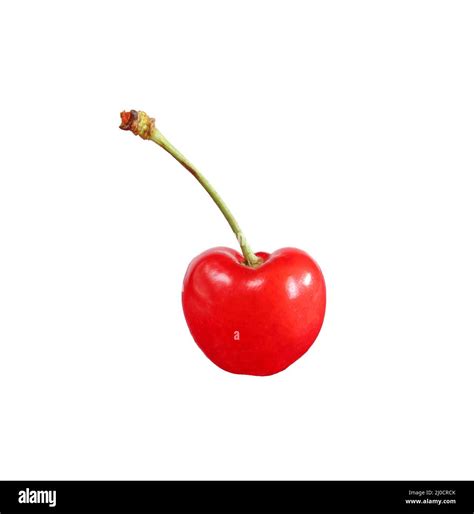 single cherry fruit  stem isolated  white background stock photo