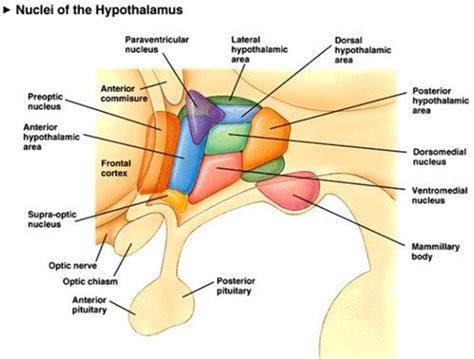 Resultado De Imagen De Anatomía Del Hipotálamo Neurology