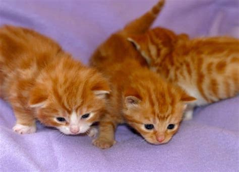 spring kittens pet samaritans