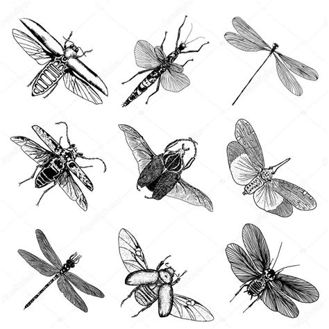 bug sketches big set  insects sketches stock vector