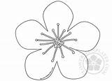 Blossom Template Peach Flowers Templates sketch template