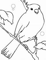 Canary Coloring Pages Color Desene Animals Colorat Cu Imagini Canar Template Print Printable Kids Planse Songbirds Ages Develop Creativity Recognition sketch template