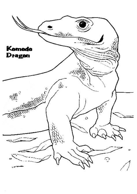 komodo dragon coloring page animals town  komodo dragon color sheet