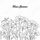 Flax Linum Ornate Contour Linseed sketch template