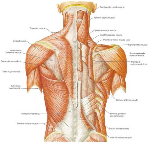 human anatomy  physiology  muscles   hubpages muscle anatomy anatomy