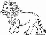 Coloriage Lionceau Singa Hutan Mewarnai Belajar Binatang Sketsa Imprimé sketch template