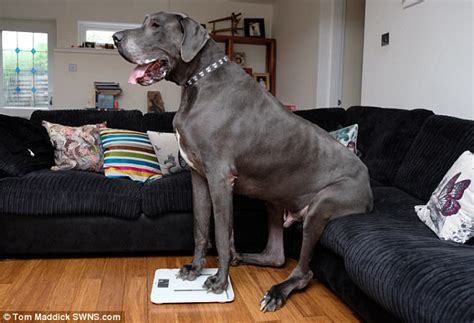 great dane weighs  stone    uks biggest dog daily mail