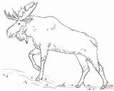 Moose Drawing Coloring Draw Pages Walking Printable Head Step Drawings Animal Tutorials Supercoloring Kids Line Pencil Deer Tracing Cute sketch template