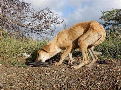 honden verhongeren op curacao tijdens coronacrisis animals today
