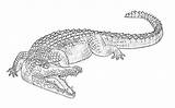 Draw Crocodiles Crocodile Animals Alligators Step Gharials Caimans Illustration Alligator Drawings Tutsplus Animal Tattoo Sketches Dragon Choose Board Exercise статьи sketch template