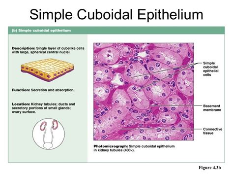 epithelium cellstissues histology