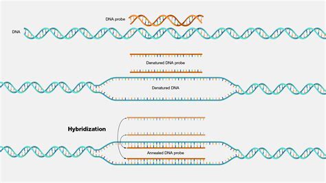 nucleic acid hybridization