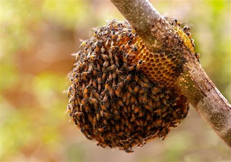 Pakistan Sees A Surge In Honey Production