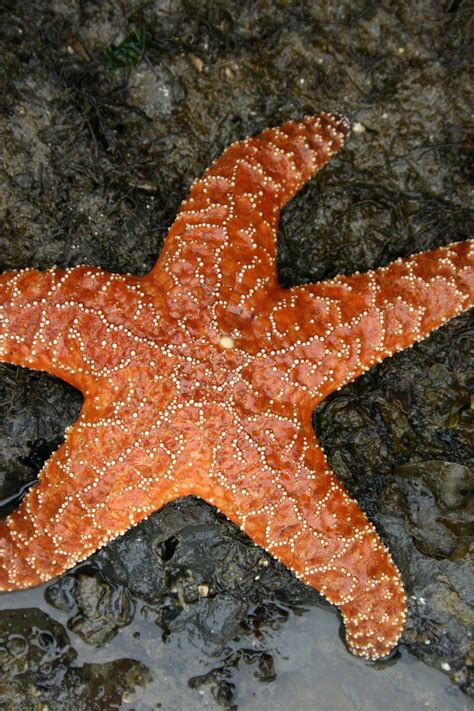 rob clarifies  sea stars identity south coast theworldlinkcom