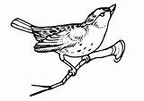 Kleurplaat Vogel Tak Oiseau Branche Malvorlage Kleurplaten Uccello Rametto Disegno Zweig Vogeltjes Vogels Ausmalbild Printen Tekenen sketch template