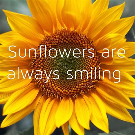 pin  sharon staples  sunflowers   happy sunflower quotes