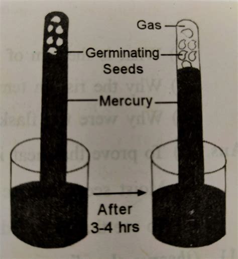 gas shown   diagram brainlyin