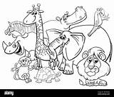 Coloring Animals Safari Cartoon Alamy Vector Stock Royalty sketch template