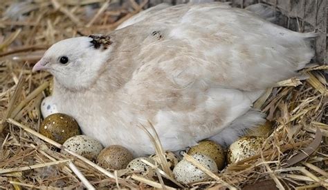 breeding japanese or coturnix quail a backyard guide