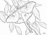 Moth Coloring Luna Pages Realistic Printable Coloringbay Categories sketch template