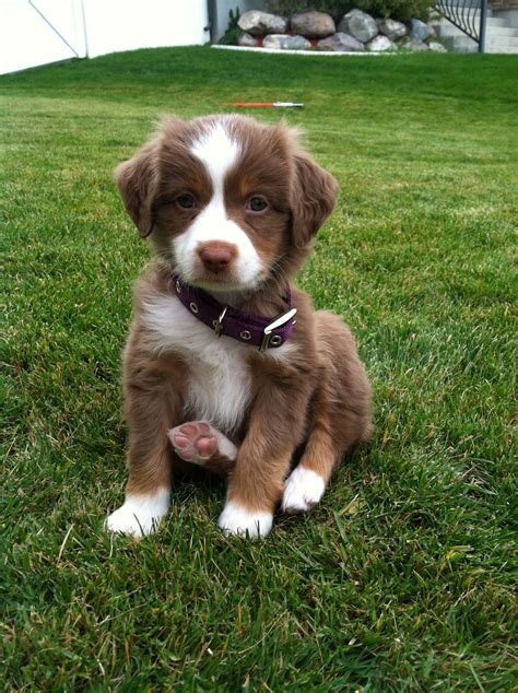 Australian Shepherd Puppies For Adoption Australia Pudding To Come