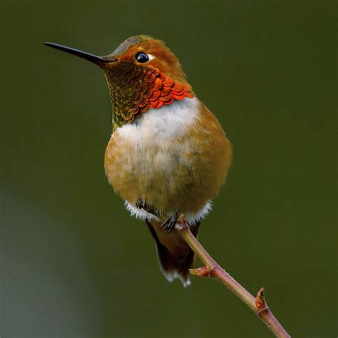 rufous hummingbird  audubon birds climate change report