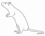 Rat Drawing Lineart Scary Rats Deviantart Line Drawings Patterns Paintingvalley sketch template