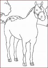 Colorat Cai Cavalli Chevaux Caballos Carreras Caluti Cavallo Caballo Animale Arabes Konji Calarie Desene Planse četrdeset Fise Bojanke Bojanje Cartoni sketch template