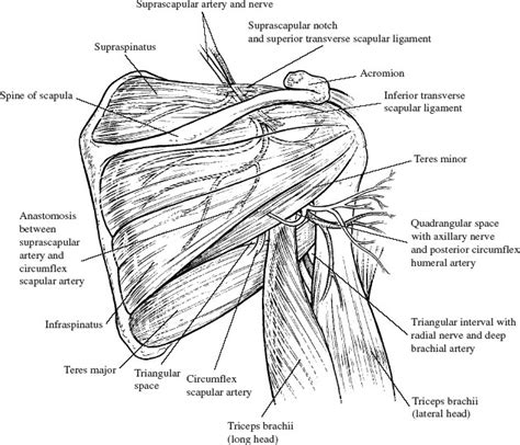 anatomy   shoulder musculoskeletal key