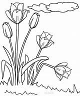 Tulip Ausmalbilder Colouring Tulpe Mewarnai Kartun Tulips Cool2bkids Taman Cerita sketch template