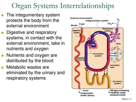 overview  anatomy physiology powerpoint  id