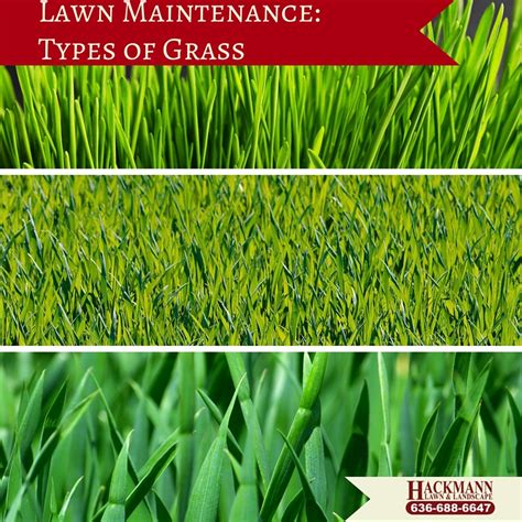 lawn maintenance types  grass hackmann lawn landscape