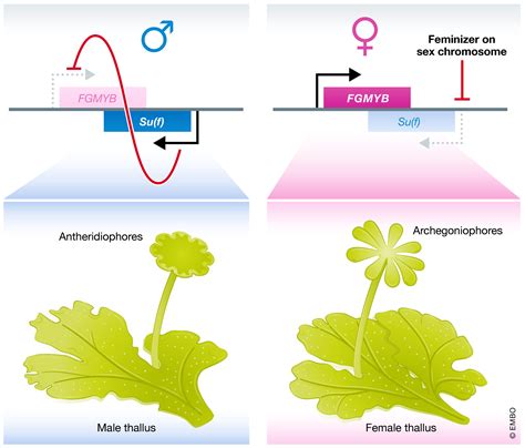 An Ancient Antisense‐driven Rna Switch Drives Plant Sex Determination