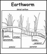Earthworm Worm Zoology Stubbington Shelley Christianhomeschoolhub Invertebrate sketch template
