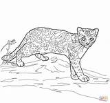 Coloring Cat Wild Margay Pages Printable Color Supercoloring Online Drawing Super sketch template