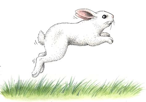 white rabbit jumping  field stock images