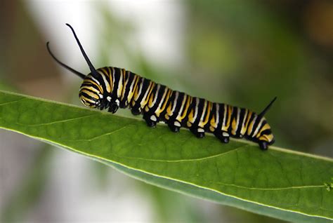 monarch butterfly caterpillar  cathleentarawhiti  deviantart