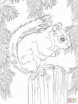 Squirrel Coloring Red Pages Book 1233 1536 06kb 2048px Printable Animal Choose Board sketch template