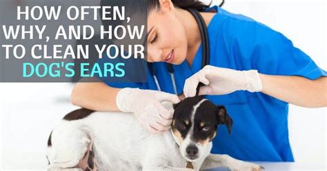 clean  dogs ears