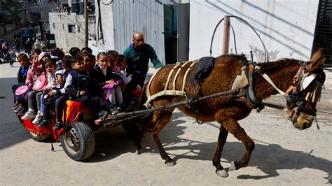 gaza kids  donkey cart      reach school