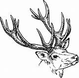 Stag Coloring Designlooter sketch template