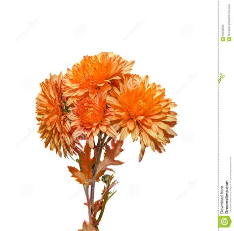 de oranje chrysant bloeit mums  chrysanths soort chrysant  de familie asteraceae stock