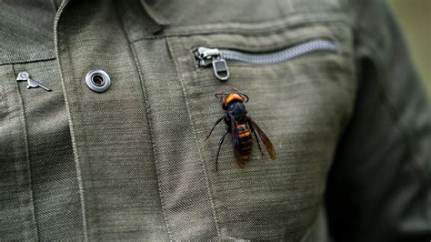The Giant Murder Hornet Resurfaces In Washington And British Columbia