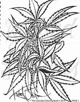 Pages Coloring Cannabis Book sketch template